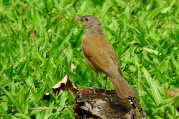 Pale-breasted Thrush
