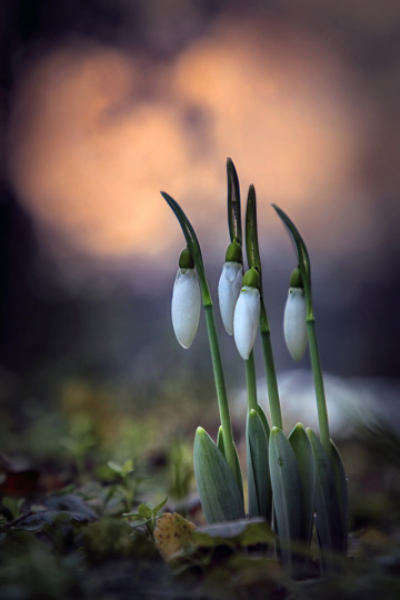 January beauty