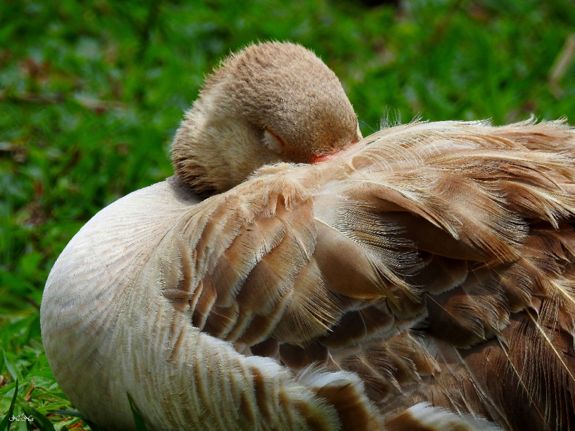 Sleeping Goose