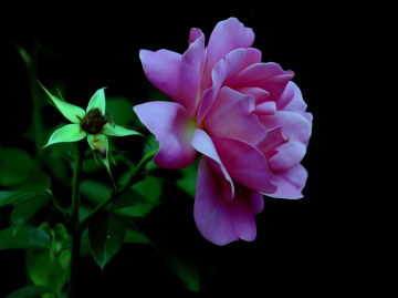 BLÜTE