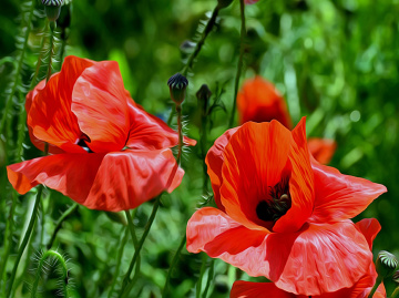 BLÜTEN