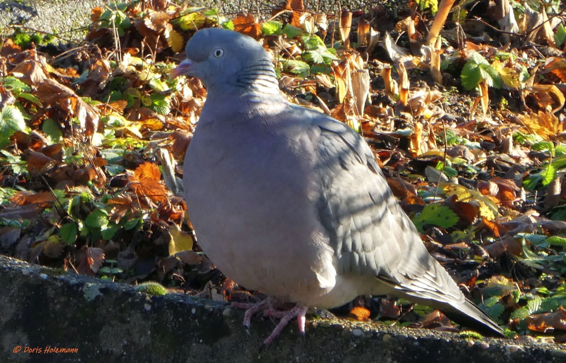 pigeon