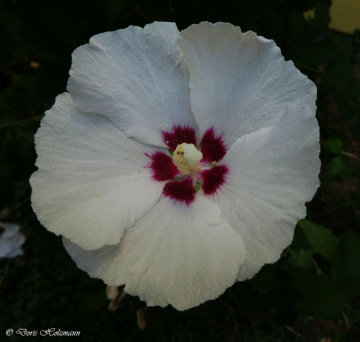 Hibiscus flower