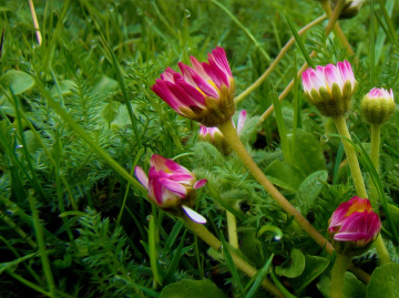 BLÜTEN