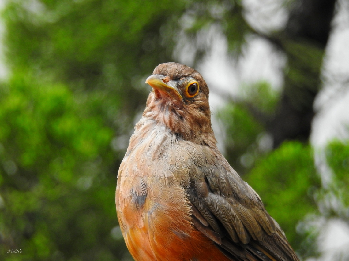 Baby bird