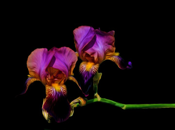 BLÜTEN