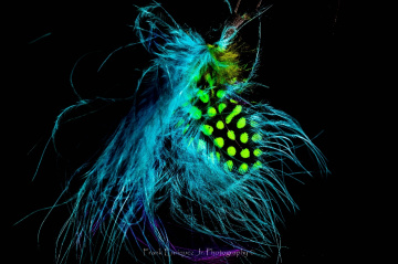 Feathers