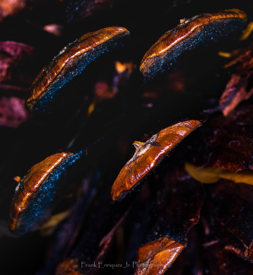 Macro Pine Cone