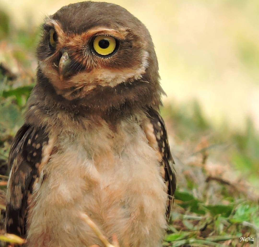 Baby Owl