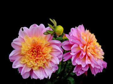 BLÜTEN