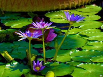 BLÜTEN