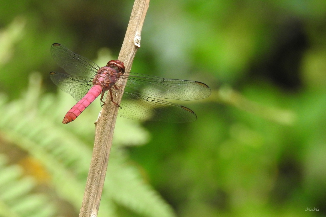 Red Dragonfly