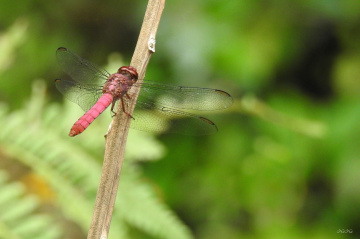 Red Dragonfly