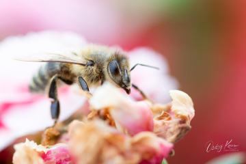 Bee on my terrace