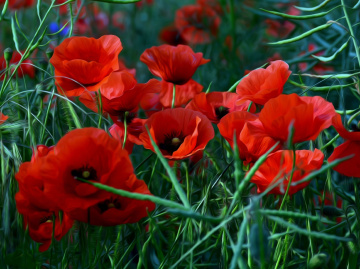 BLÜTEN