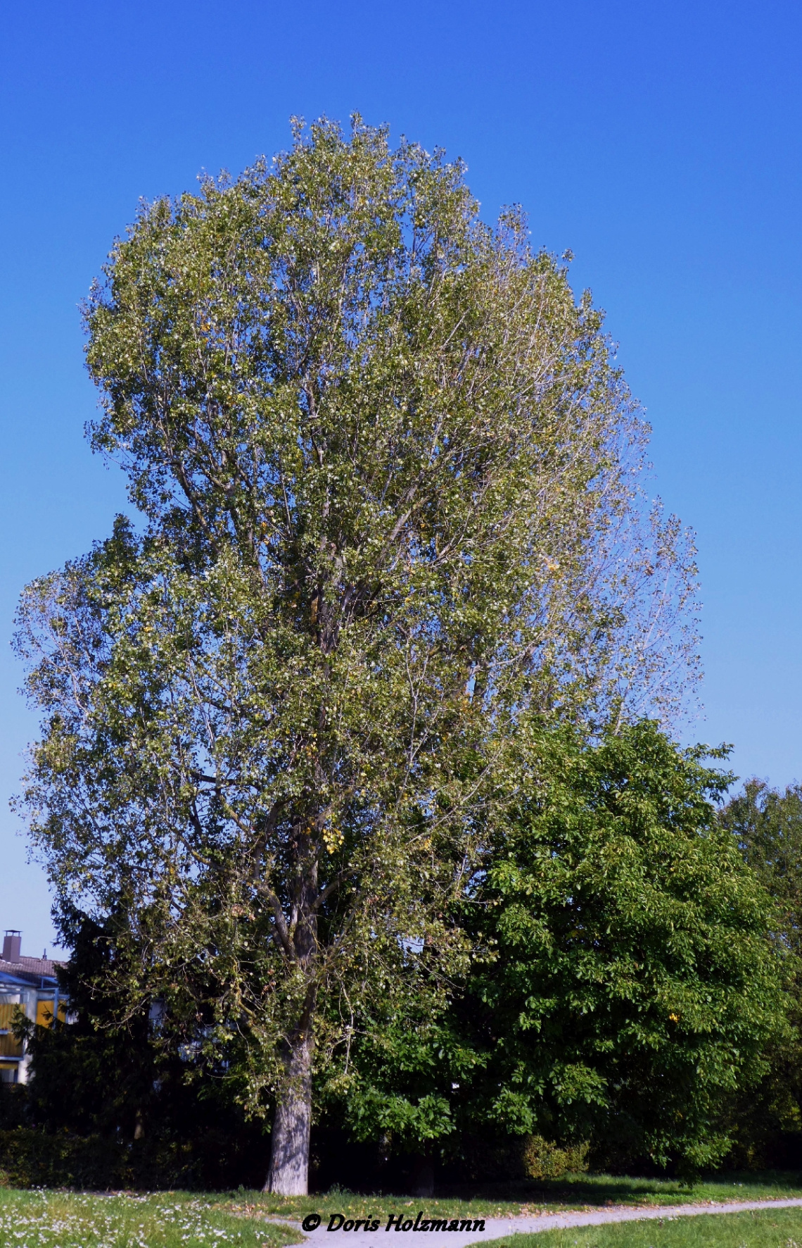 tree