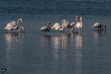 Flamingolar