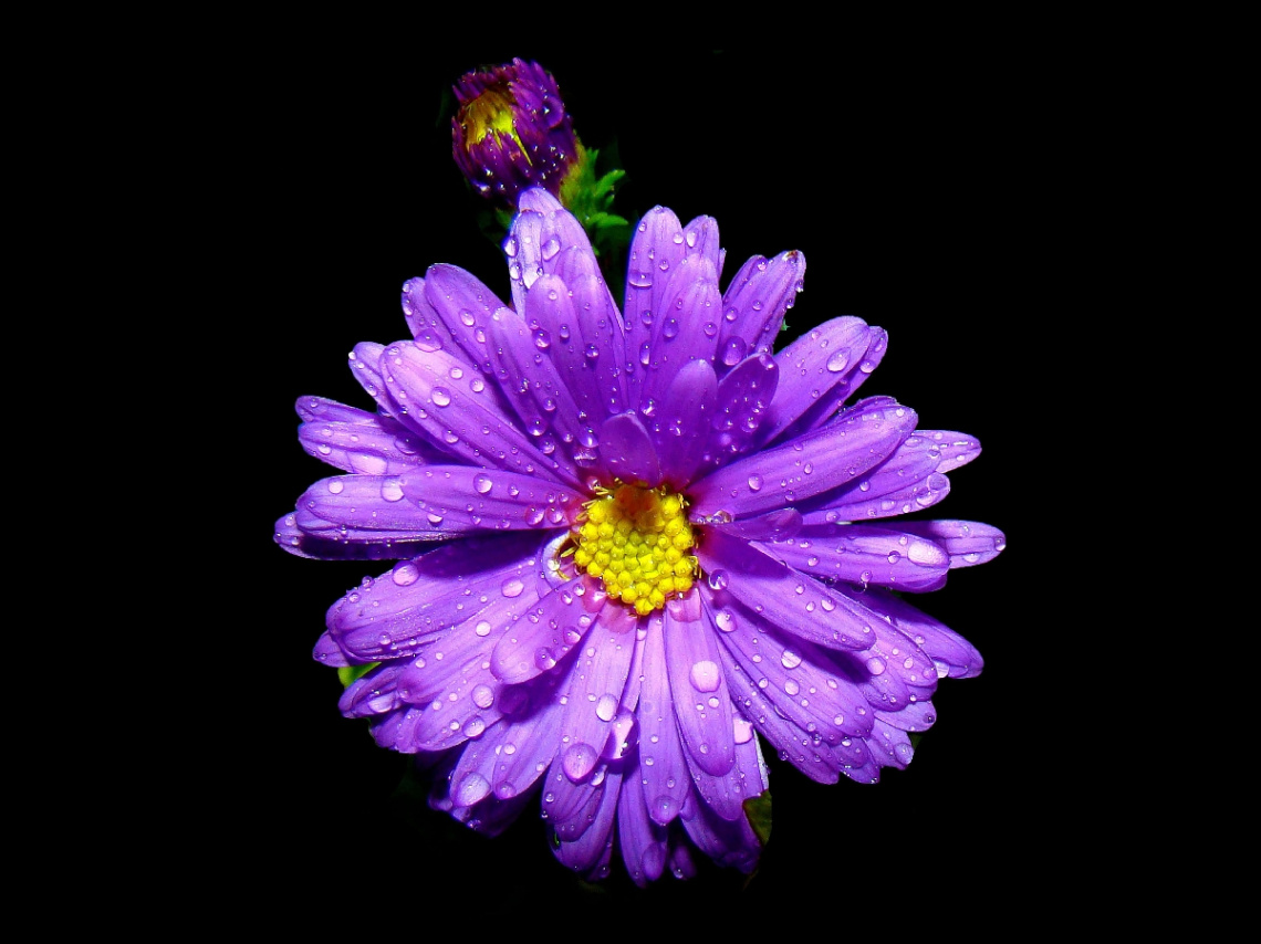 BLÜTE
