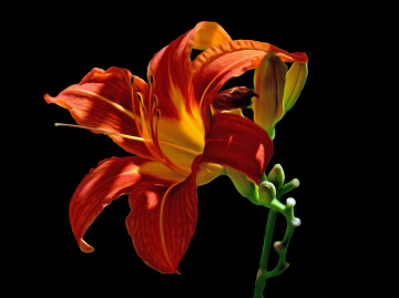 BLÜTE