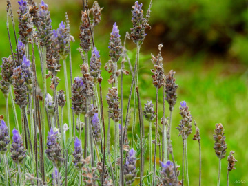 Lavender