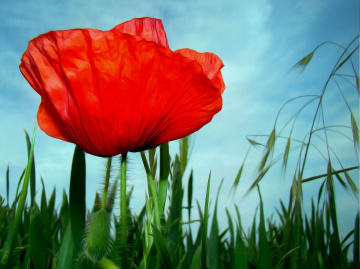BLÜTE