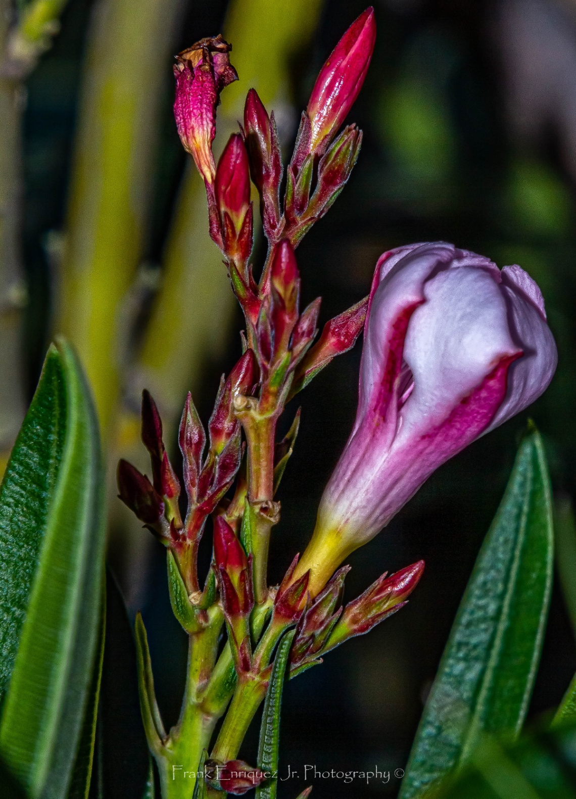 Early Spring Colors
