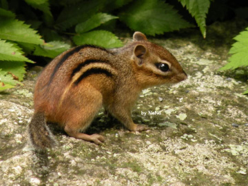 Tamias striatus