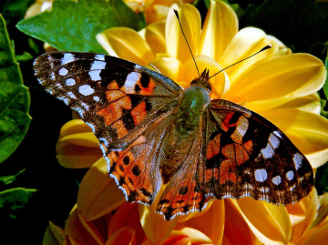 SCHMETTERLING