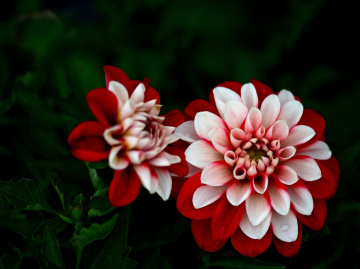 BLÜTEN