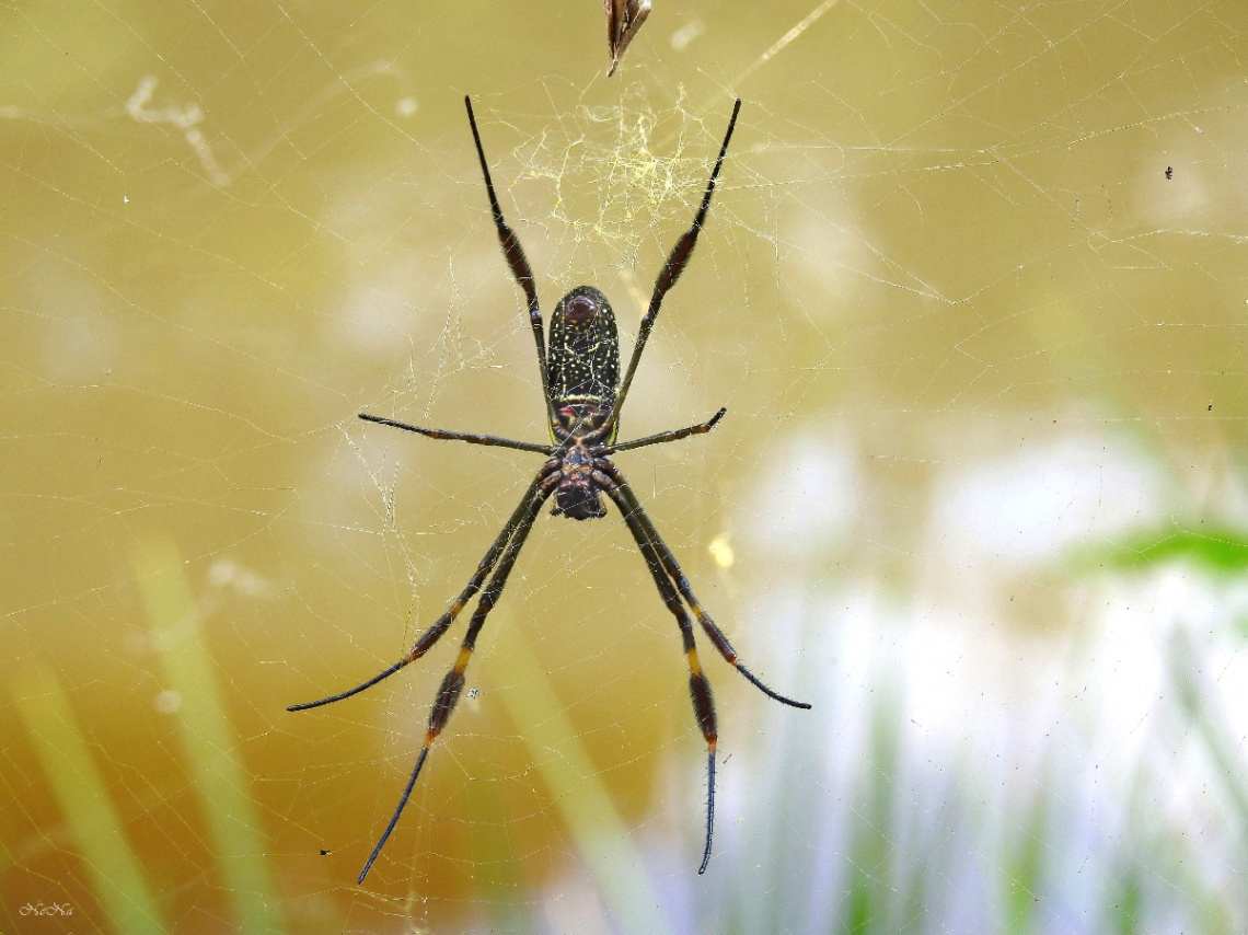 Aranha