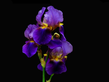 BLÜTEN