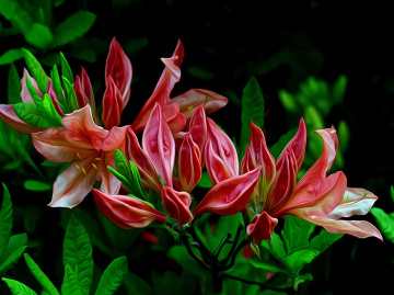 BLÜTEN