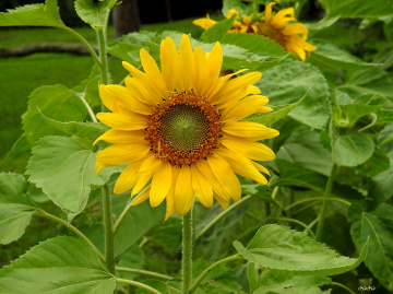 Girassol - Sunflower