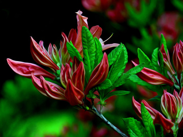 BLÜTEN