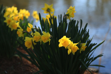Narcissus