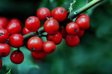 BEEREN