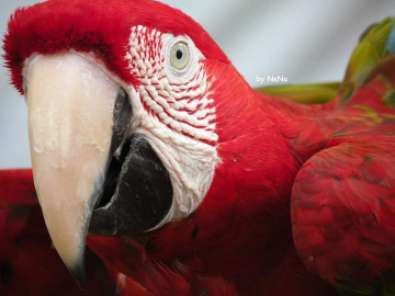 Arara