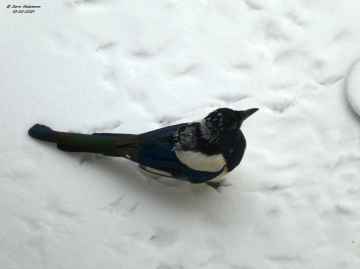 magpie