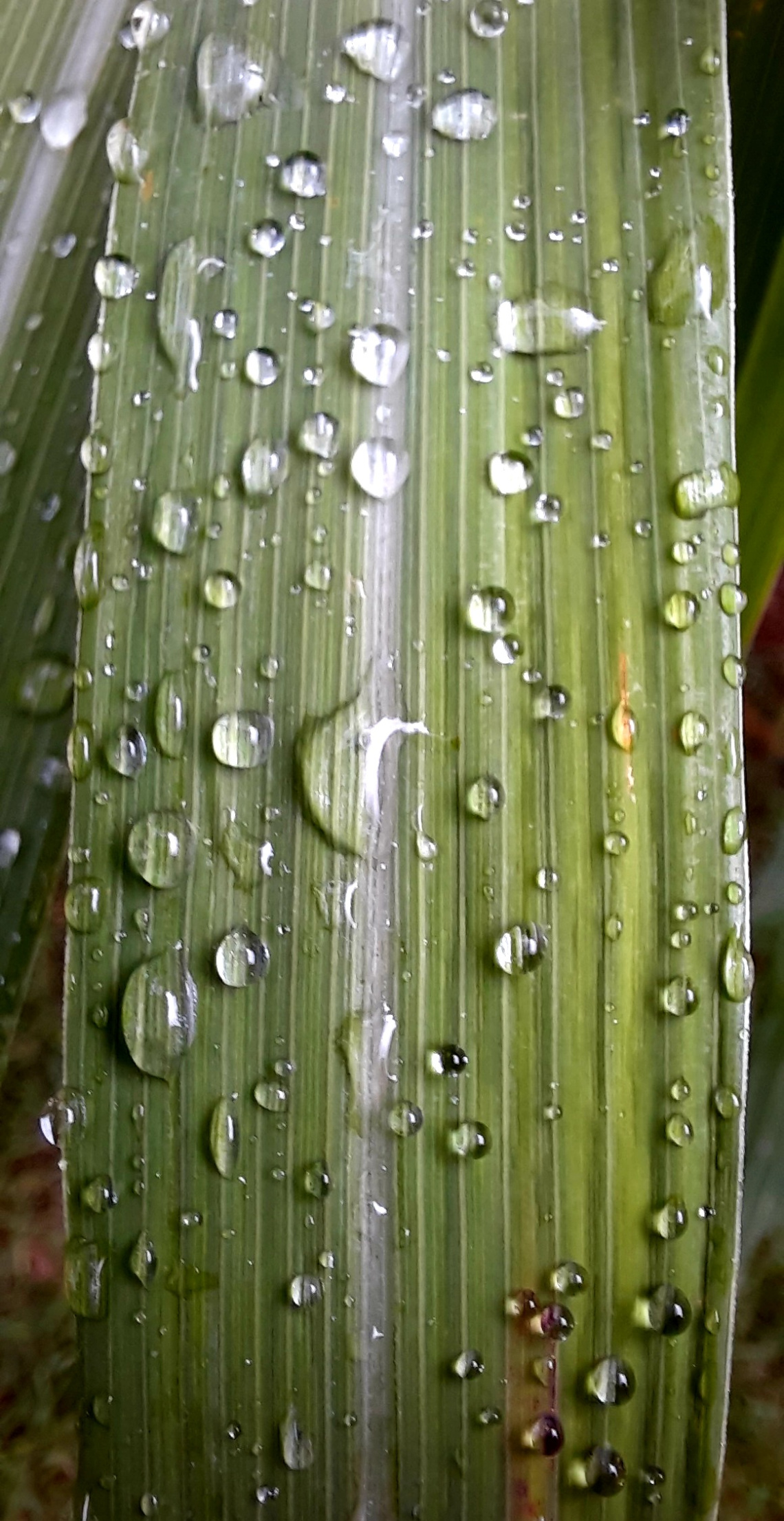 After the rain