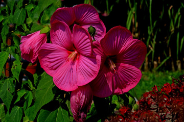 BLÜTEN