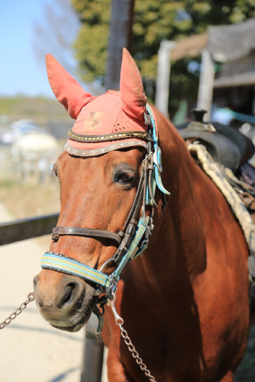 Horse