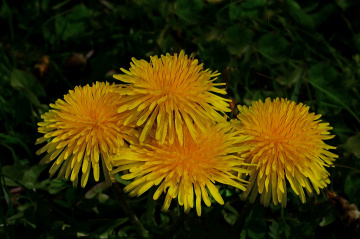 BLÜTEN