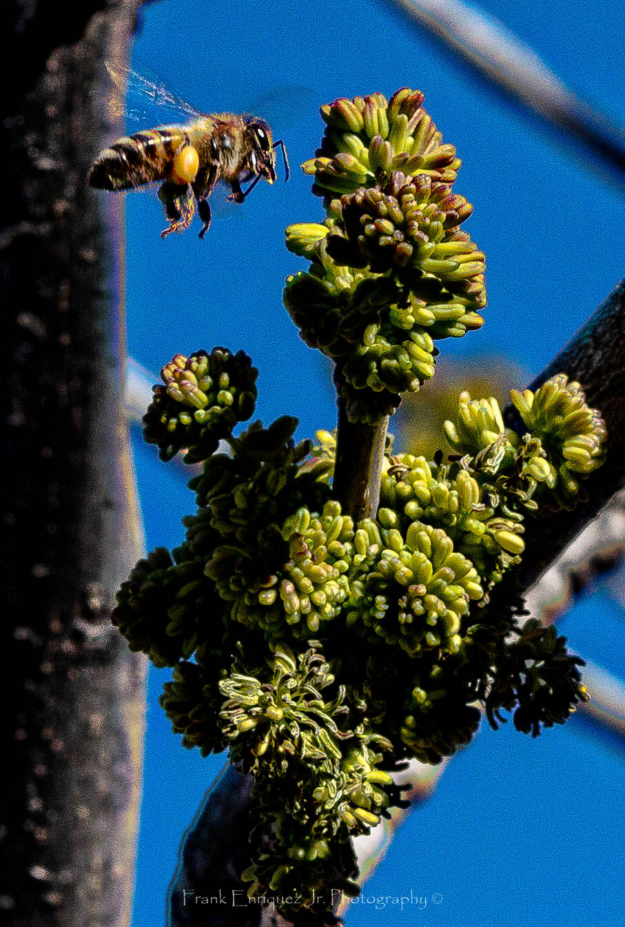 Natures Sonoran Desert Beeuty