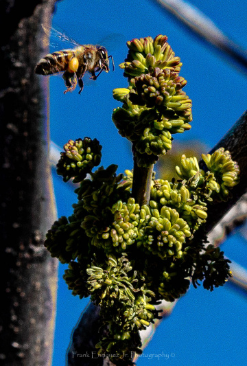 Natures Sonoran Desert Beeuty