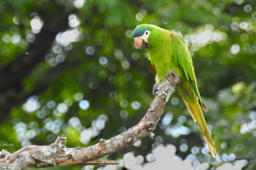 Red-shouldered Macaw (endangered species)