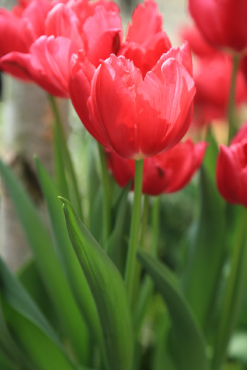 Tulip