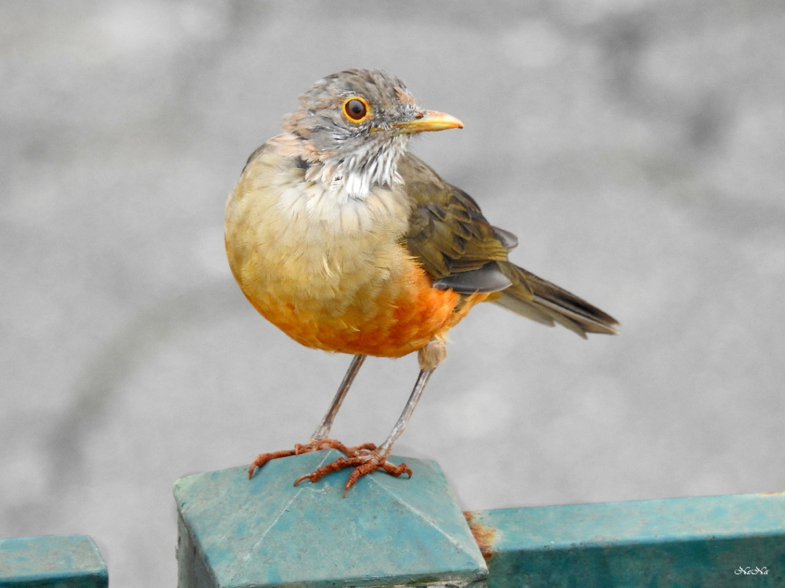 Turdus rufiventris