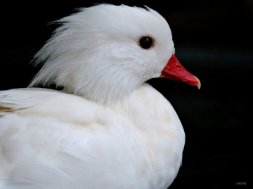 White Mandarin