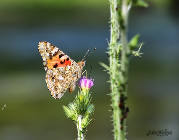 Böyle Nasıl Görünüyorum :))