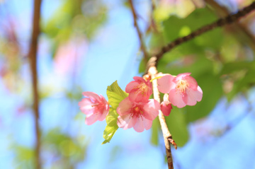Cherry blossom